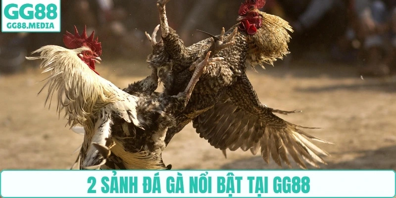 2 sảnh đá gà nổi bật tại GG88