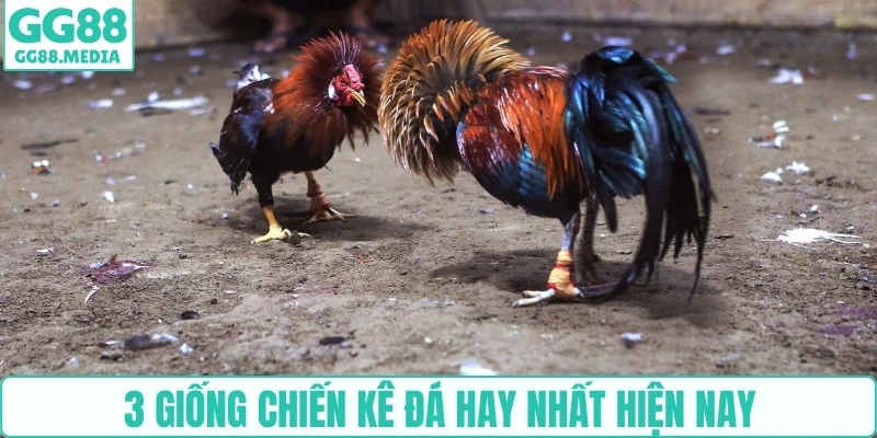 3 giống chiến kê đá hay nhất hiện nay