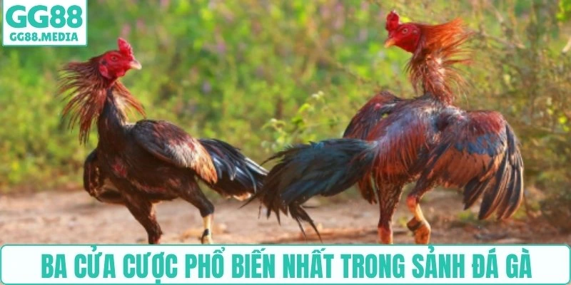 Hướng Dẫn Chơi Đá Gà Online Cho Người Mới Từ A-Z Cùng GG88 5 Ba cửa cược phổ biến nhất trong sảnh đá gà