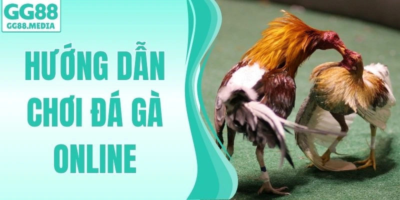 Hướng Dẫn Chơi Đá Gà Online Cho Người Mới Từ A-Z Cùng GG88 1 hướng dẫn chơi đá gà online