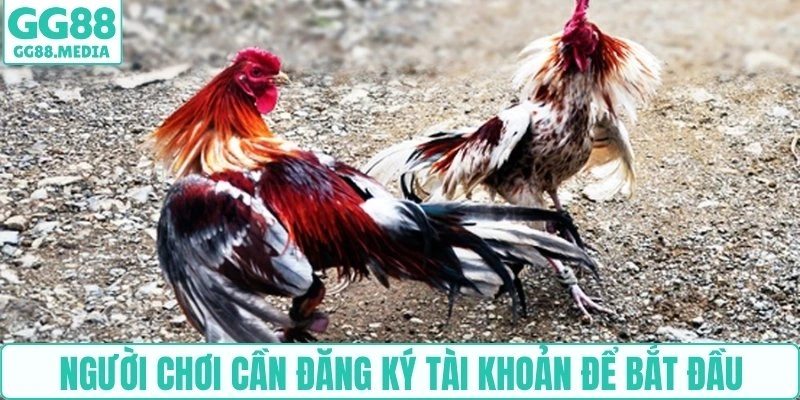 Hướng Dẫn Chơi Đá Gà Online Cho Người Mới Từ A-Z Cùng GG88 4 Người chơi cần đăng ký tài khoản để bắt đầu