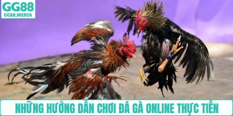 Hướng Dẫn Chơi Đá Gà Online Cho Người Mới Từ A-Z Cùng GG88 3 Những hướng dẫn chơi đá gà online thực tiễn