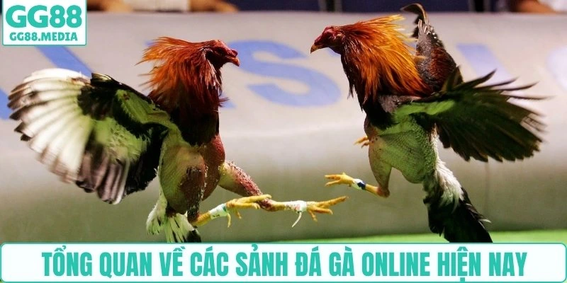 Hướng Dẫn Chơi Đá Gà Online Cho Người Mới Từ A-Z Cùng GG88 2 Tổng quan về các sảnh đá gà online hiện nay